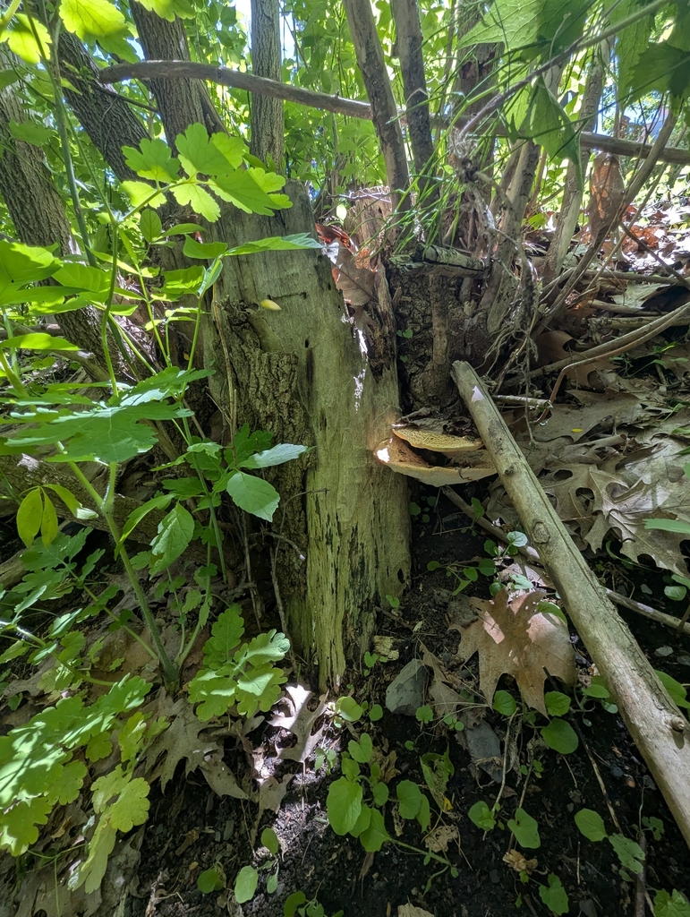 Dryad's Saddle · May 2026 · photo: Photo: no rights reserved · iNaturalist