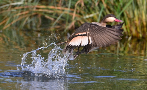 Red-billed Teal