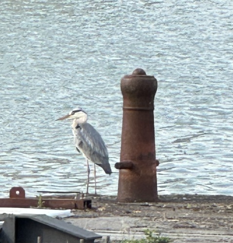 Grey Heron
