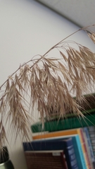 Muhlenbergia montana