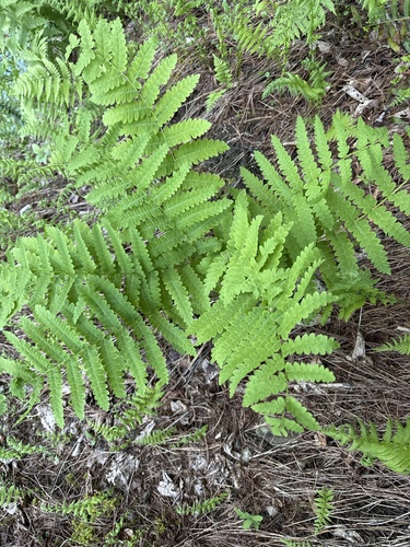 interrupted fern