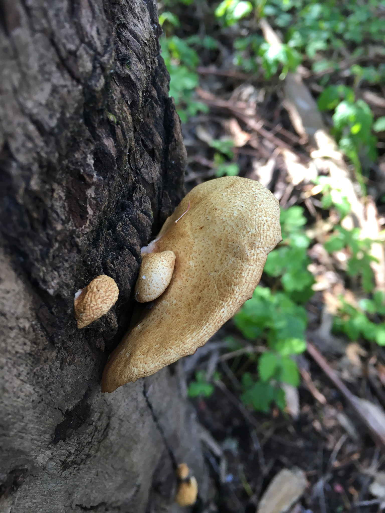 Crepidotus mollis image