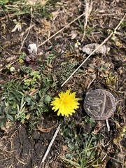 Taraxacum rubicundum