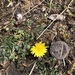 Ruddy Dandelion - Photo (c) joshstyles, some rights reserved (CC BY-NC)
