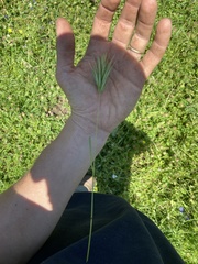 Bromus fasciculatus