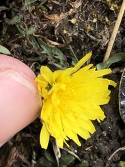 Taraxacum rubicundum