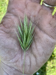 Bromus fasciculatus