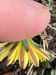 Taraxacum rubicundum