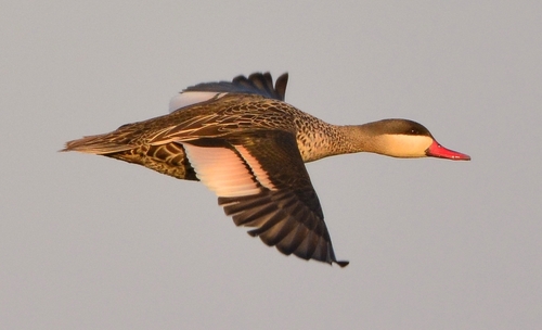 Red-billed Teal
