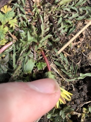 Taraxacum rubicundum