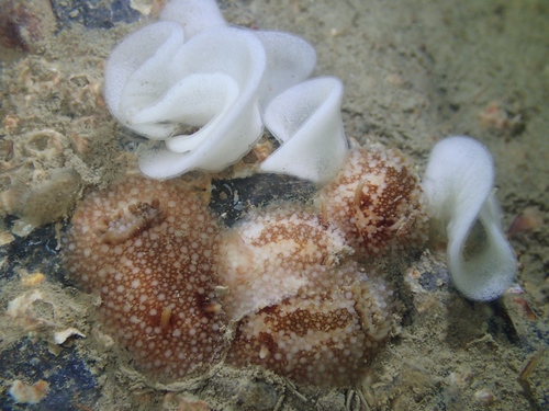 barnacle-eating dorid, Oosterschelde, Zeeuwse meren, 158_13_400, NL, photo 7 of 10