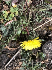 Taraxacum rubicundum
