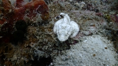 Scorpaenopsis macrochir