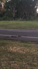 Aspidites melanocephalus