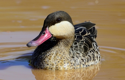 Red-billed Teal