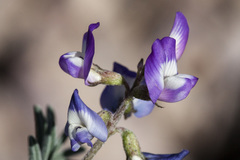 Astragalus emoryanus