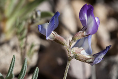 Astragalus emoryanus