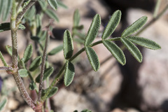 Astragalus emoryanus