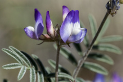 Astragalus emoryanus