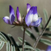 Astragalus emoryanus - Photo Ningún derecho reservado