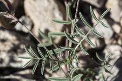 Astragalus emoryanus