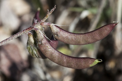 Astragalus emoryanus