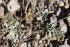 Astragalus emoryanus