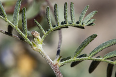 Astragalus emoryanus