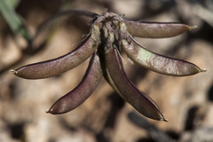 Astragalus emoryanus