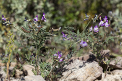 Astragalus emoryanus