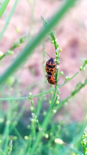 cruciferous bug