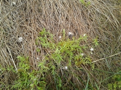 Stellaria peduncularis