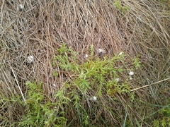 Stellaria peduncularis