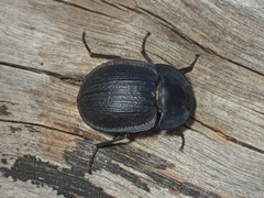 Heleina