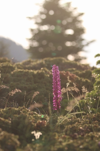 Orchis mascula mascula