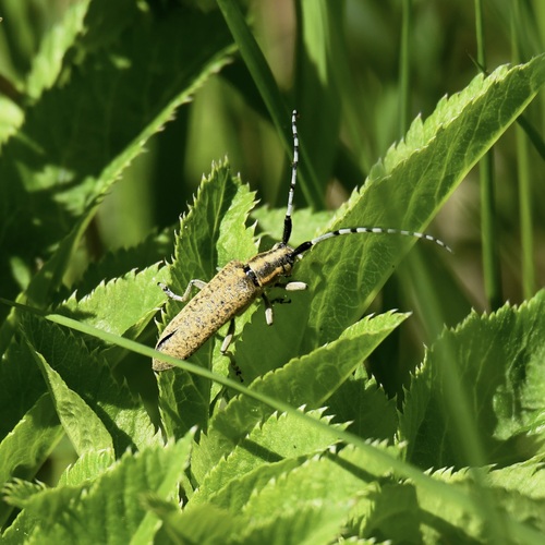 Golden-bloomed Longhorn Beetle