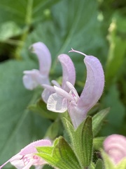 Salvia hierosolymitana