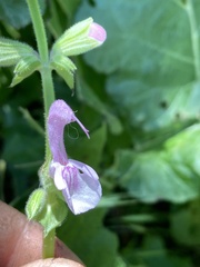 Salvia hierosolymitana