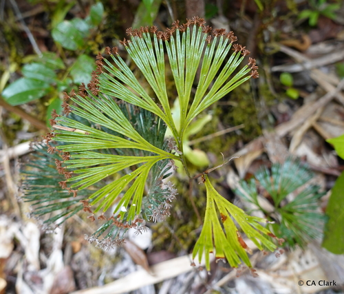 Schizaea dichotoma observed 2020-03-23