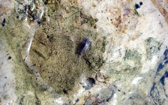 Cirolana australiense