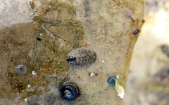 Ischnochiton thomasi