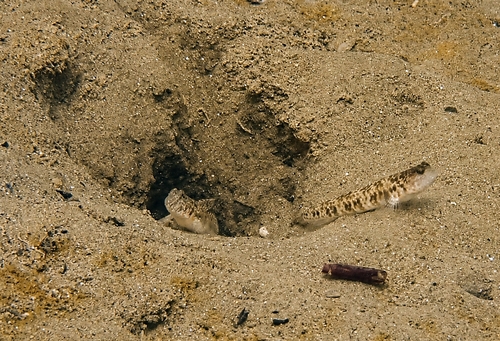 Atlantic shrimp goby (Nes longus) — Gobiidae — 4