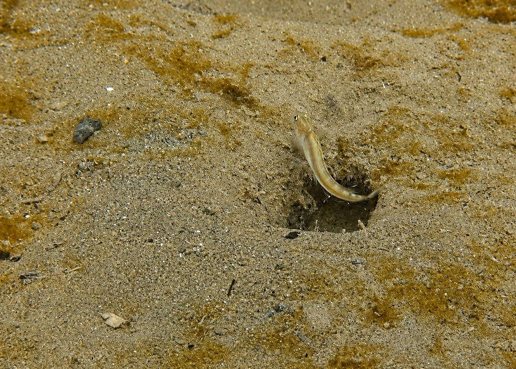 Meek's goby (Microgobius meeki) — Gobiidae