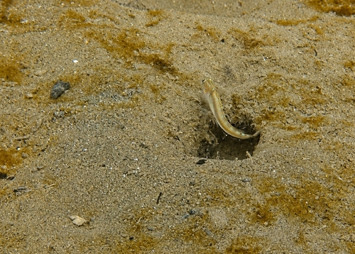 Meek's goby (Microgobius meeki) — Gobiidae
