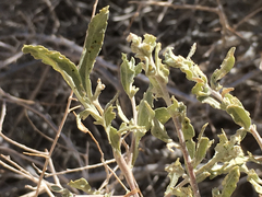 Atriplex canescens laciniata