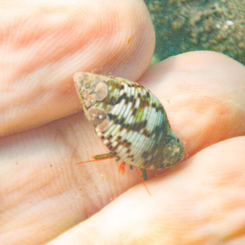 Pisania striata