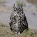 Spotted Eagle-Owl - Photo (c) Ian White, some rights reserved (CC BY-NC-SA)