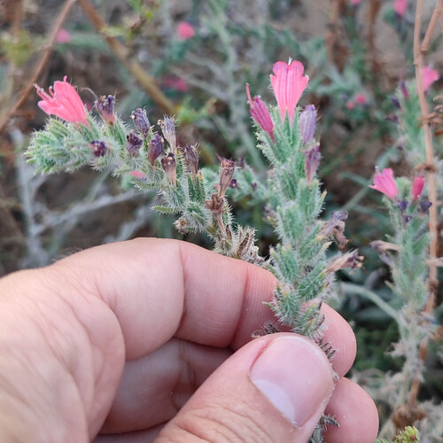 Narrow-leaved Viper's-bugloss