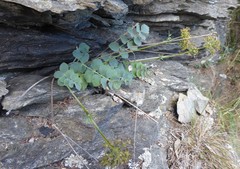 Gingidia grisea