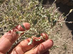 Atriplex canescens laciniata
